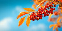 Beautiful Bright Autumn Nature Panoramic Background With Golden Yellow Leaves And Orange Autumn Berries Glows In The Sun On A Background Of Blue And Turquoise Sky Close-up, Copy Space 