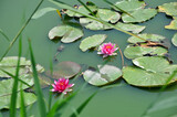 Fototapeta Tulipany - pink water lily