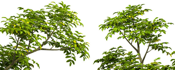 Fototapete - Greenery realistic tree branches cut-out transparent backgrounds 3d render png