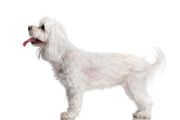 Poster - side view of lovely little bichon dog sticking out tongue and panting