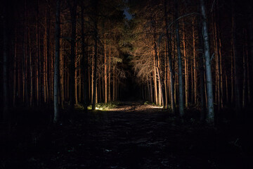 Wall Mural - magical lights sparkling in mysterious forest at night. Nightmare pine forest.
