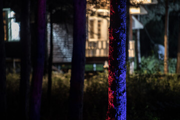 Wall Mural - Bark of tree at the dark forest at night. Long exposure photo of tree bark. Selective focus