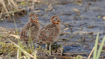 Common snipe young bird chicks