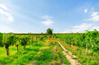 Vineyard rows on a hill in Vienna Austria Nusserg area