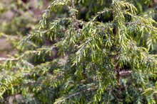 Branches And Needles Of A Canary Islands Juniper, Juniperus Cedrus