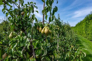 Sticker - Green organic orchards with rows of Conference  pear trees with ripening fruits in Betuwe, Gelderland, Netherlands