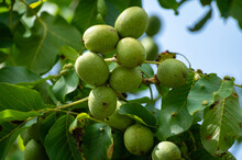 Walnut Tree With Big Ripe Nuts In Green Shell Close Up