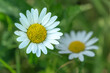 White chamomile flower in a field, wildflower outdoor macro photo on a sunny day, natural green summer background photo with selective soft focus.
