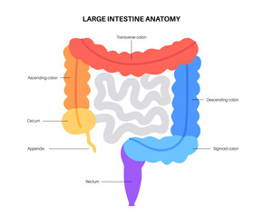 Sticker - Large intestine anatomy