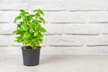 Wall Mural - Fresh green organic basil in pot on white brick background with copy space. Indoor plant growing, healthy eating, aromatic herb, food ingredient, spice for culinary