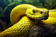 Yellow viper snake closeup face, viper snake, yellow and blue insularis, Trimeresurus Insularis