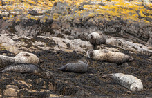 Six Harbour Seals Basking Lying On The Seaweed