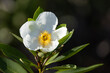 © Hayley Rutger - A beautiful Florida wildflower on a tree—I believe it's loblolly bay (Gordonia lasianthus) based on the serrated leaf edges, but please check with an expert if accuracy is important for your project.