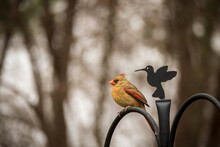 Female Cardinal On Cute Bird Feeder Post