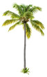 © Kimo - Palm tree. Green tree isolated on transparent background. Coconut tree