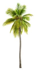 Wall Mural - Palm tree. Green tree isolated on transparent background. Coconut tree