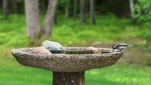 Two Black Capped Chickadee Birds, Poecile Atricapillus, Enjoy Drinking Water At The Garden Birdbath, 2 Handheld Clips.