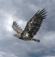 Young Bald Eagle In Flight