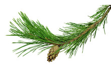 Pine Branch With Cones, Isolated On Transparent Without Shadow. PNG Close-up. Christmas. New Year.