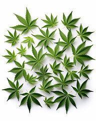 Sticker - weed leaves art pattern isolated white, hyper realistic.