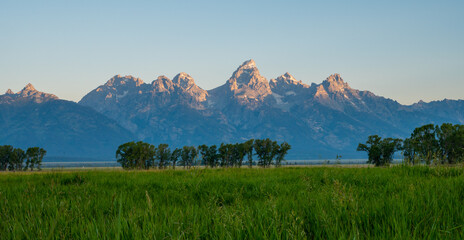 Poster - Grass Field and Sparse Lines Of Trees Stand Below Grand Teton