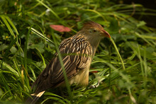 The Guira Cuckoo (Guira Guira).