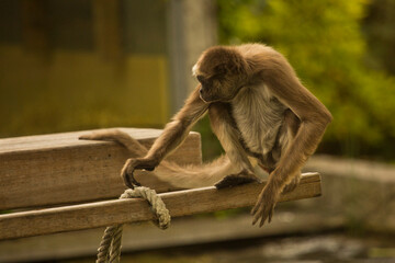 Wall Mural - Brown spider monkey,  variegated spider monkey (Ateles hybridus).