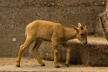 Wall Mural - The Barbary sheep  (Ammotragus lervia).