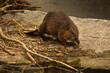 The Eurasian beaver (Castor fiber).