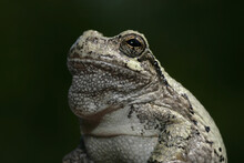 Close-up View Of The Face, Head And Upper Body Of A Gray Treefrog (Hyla Versicolor). 