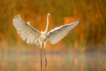 Wall Mural - great white egret ( egretta alba ) close up