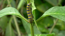 A Monarch Butterfly Caterpillar Feeding On A Leaf At A Butterfly House In Costa Rica