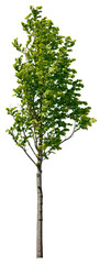 Fototapete - Tree isolated on transparent background. Deciduous shrub with green foliage in summer