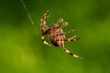 Spider