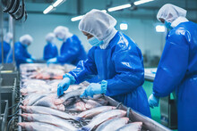 Fish Processing Plant. Production Line. People Sort The Fish Moving Along The Conveyor. Sorting And Preparation Of Fish. Production Of Canned Fish. Modern Food Industry.