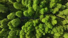 Aerial View Of A Small River In Middle Of Lush Green Forest - Top Down, Drone Shot