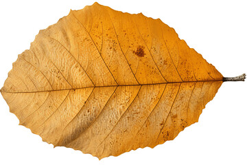 Wall Mural - Cottonwood leaf isolated on transparent background - high quality PNG for design projects