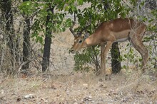 Single Impala Buck Hiding In The Shade Of The Trees .