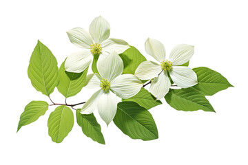 Wall Mural - Beautiful green dogwood leaves isolated on transparent background - high quality PNG for design and decoration