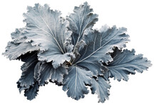 Silvery Gray Dusty Miller Leaf With Fuzzy Texture Isolated Over The Transparent Background