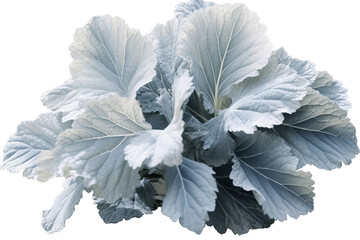 Wall Mural - Silvery gray dusty miller leaf with fuzzy texture isolated over the transparent background
