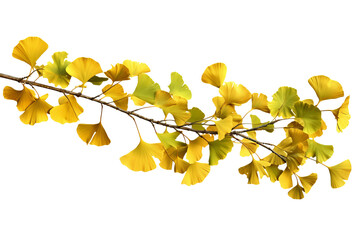 Wall Mural - Ginkgo biloba leaves isolated on transparent background - high quality PNG of ancient medicinal plant