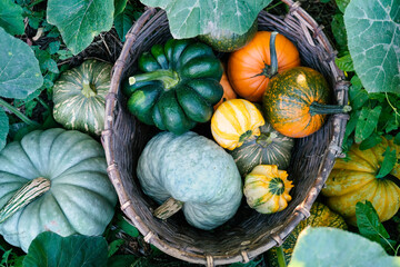 Wall Mural - different pumpkins in a large wicker, outdoors. autumn harvest. selective focus.