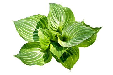Wall Mural - Green and yellow Hosta leaves isolated on transparent background - high quality PNG of perennial plant