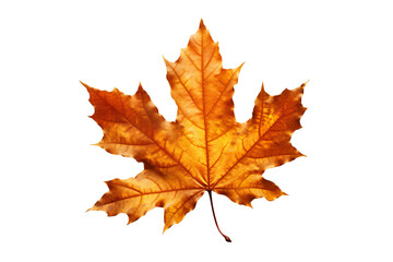 Wall Mural - red maple leaf isolated on transparent background - fall foliage in high-resolution png