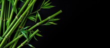 Empty Space For Text With Green Bamboo Stems On A Black Backdrop