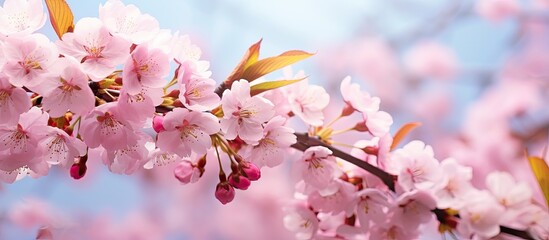 Fototapete - Cherry and plum trees bloom in spring with a selective focus and copy space in the background