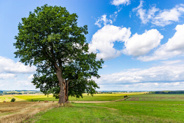 Wall Mural - Old oak tree in summer field. Rural landscape.