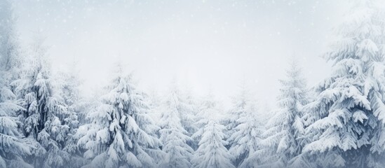Leinwandbilder - Winter forest with snow covered spruce branches during snowfall Outdoor nature background for Christmas card with space for text