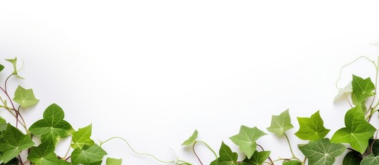 Poster - White background with white ivy for natural products copy space